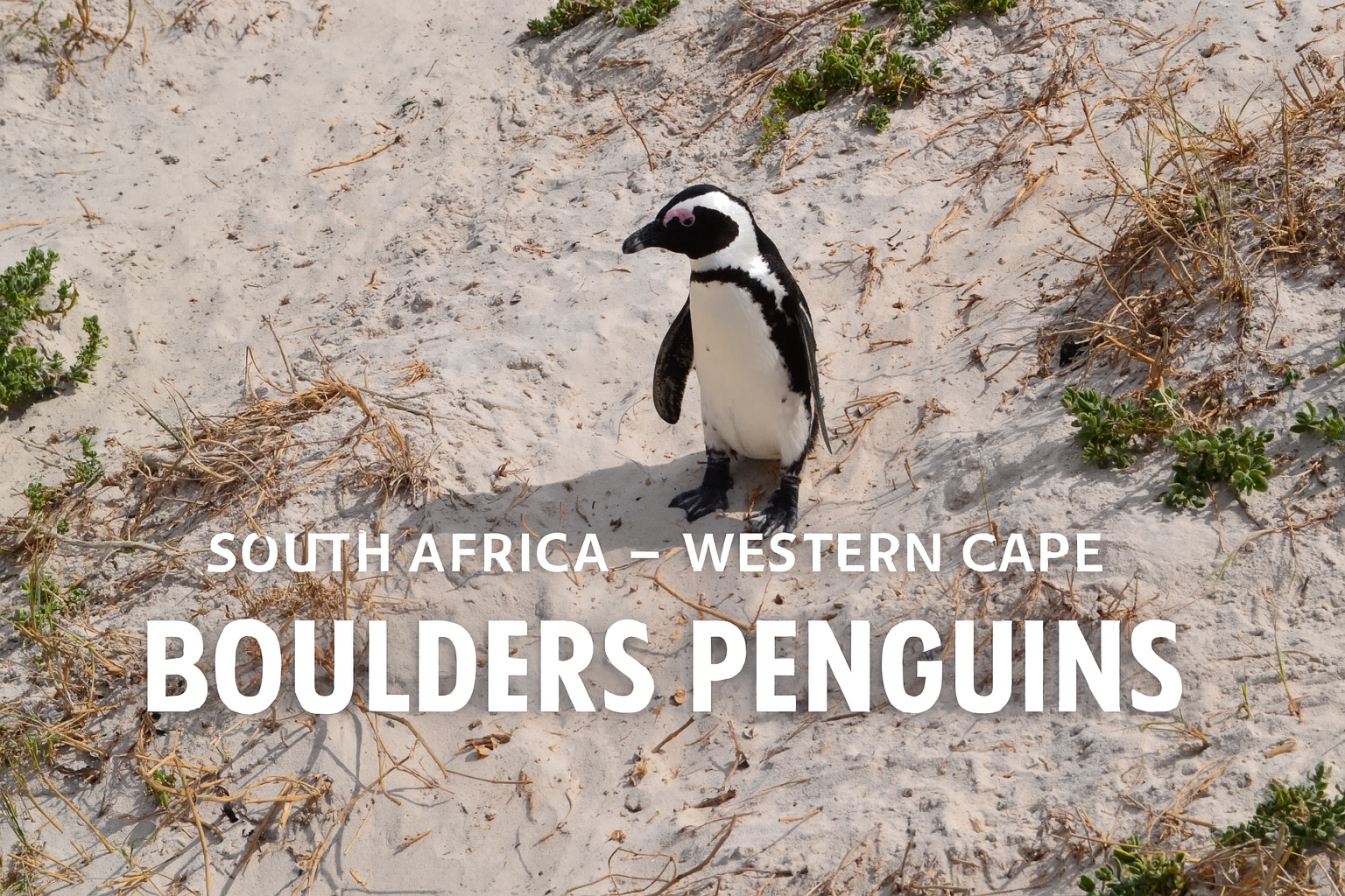 Boulders Penguins
